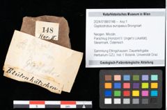 Foto (Objekt + Etikett) von Glyptostrobus europaeus Brongniart (NHMW-GEO-2024-0188-0148)